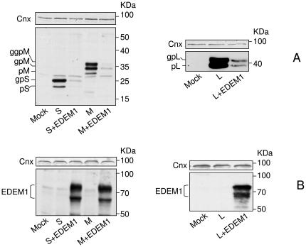 https://cdn.ncbi.nlm.nih.gov/pmc/blobs/29dc/3312915/ec0585540e5f/pone.0034169.g002.jpg