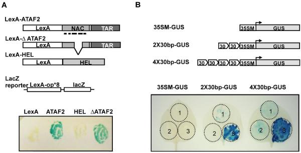 https://cdn.ncbi.nlm.nih.gov/pmc/blobs/29e0/3507807/5a6c569efe97/1471-2229-12-157-4.jpg