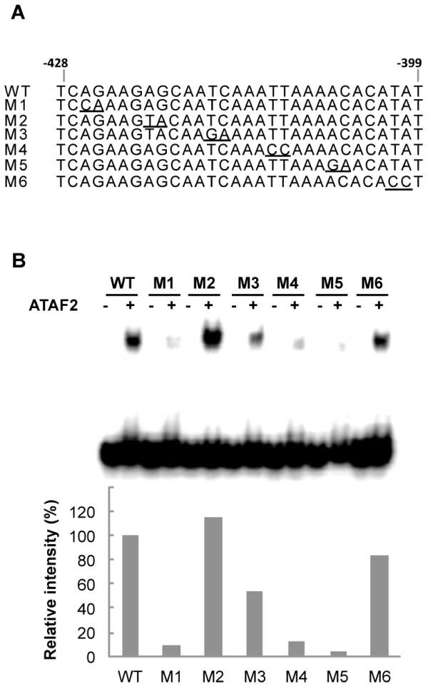 https://cdn.ncbi.nlm.nih.gov/pmc/blobs/29e0/3507807/f6440daa6f7c/1471-2229-12-157-7.jpg