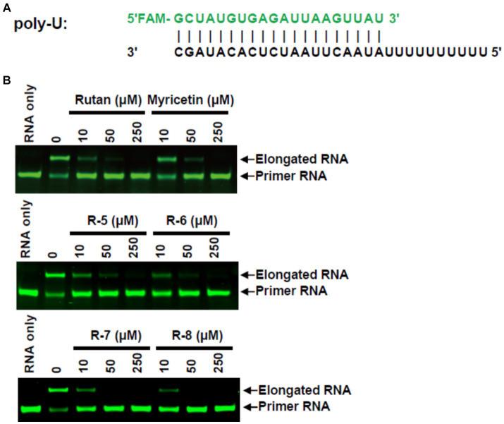 https://cdn.ncbi.nlm.nih.gov/pmc/blobs/29e4/10716264/8361d8514bae/fmed-10-1310129-g002.jpg