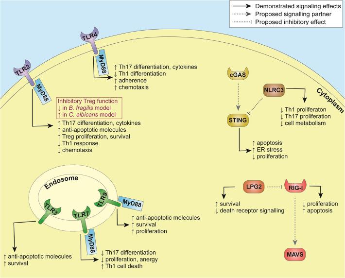 https://cdn.ncbi.nlm.nih.gov/pmc/blobs/29e5/7274159/046a4bd345fe/fimmu-11-01081-g0002.jpg