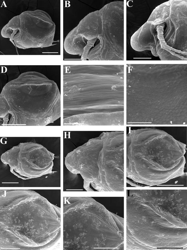 https://cdn.ncbi.nlm.nih.gov/pmc/blobs/29e5/7698698/2c513757fe13/peerj-08-10410-g020.jpg