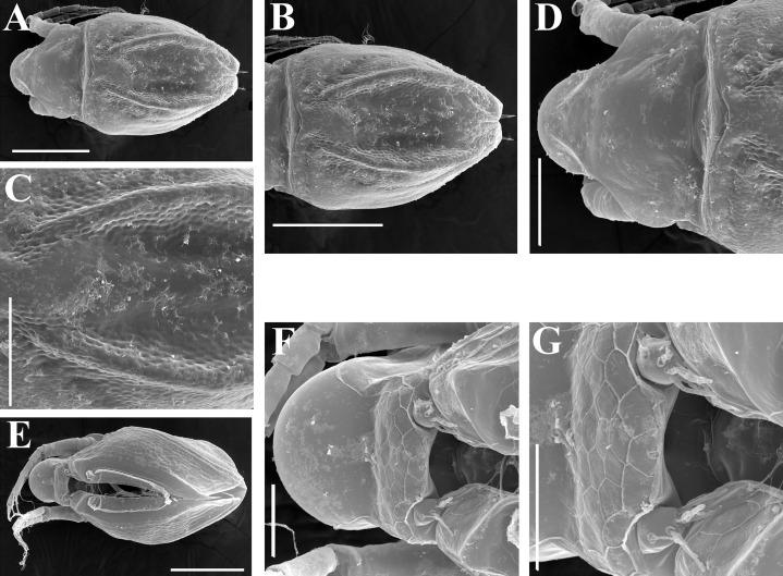 https://cdn.ncbi.nlm.nih.gov/pmc/blobs/29e5/7698698/4f1adbf475de/peerj-08-10410-g008.jpg