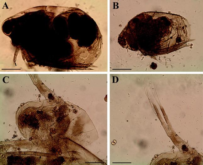 https://cdn.ncbi.nlm.nih.gov/pmc/blobs/29e5/7698698/a3ccbfe6632a/peerj-08-10410-g010.jpg