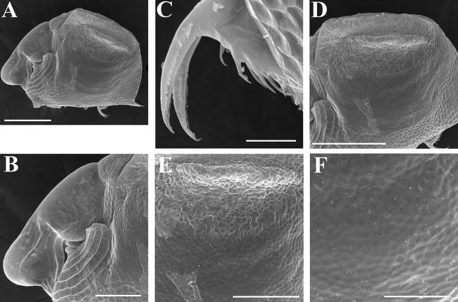 https://cdn.ncbi.nlm.nih.gov/pmc/blobs/29e5/7698698/d7fc5a06c64f/peerj-08-10410-g009.jpg
