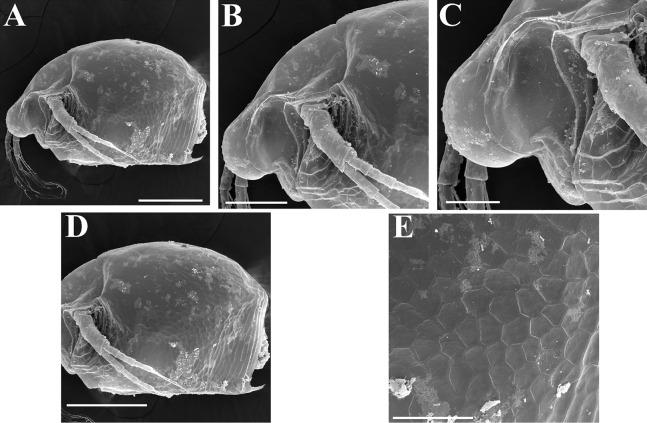 https://cdn.ncbi.nlm.nih.gov/pmc/blobs/29e5/7698698/e70c83b93229/peerj-08-10410-g015.jpg