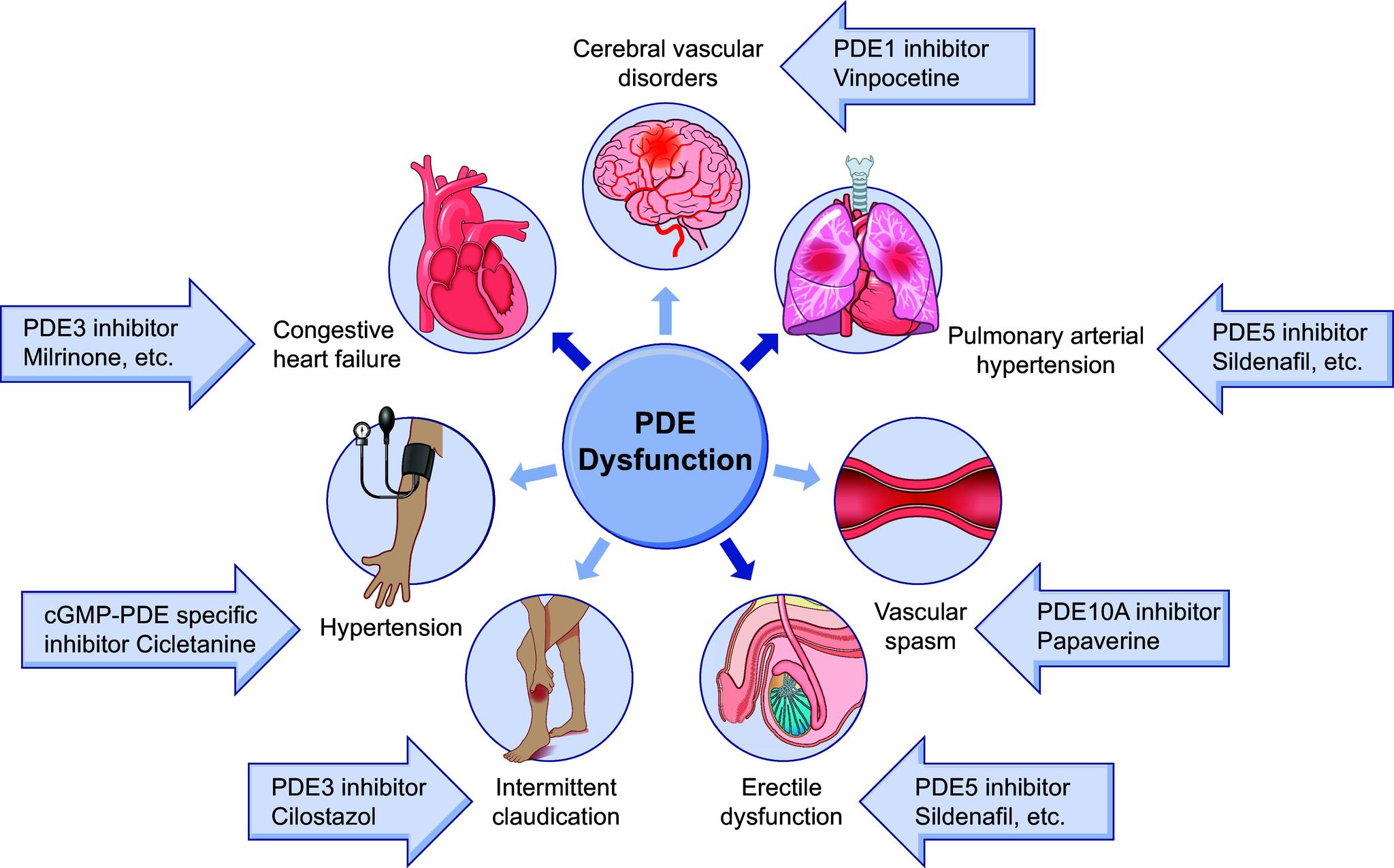 https://cdn.ncbi.nlm.nih.gov/pmc/blobs/29ed/11281825/366623ad5c64/physrev.00015.2023_f011.jpg