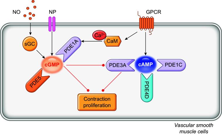 https://cdn.ncbi.nlm.nih.gov/pmc/blobs/29ed/11281825/3e822f5b7308/physrev.00015.2023_f009.jpg