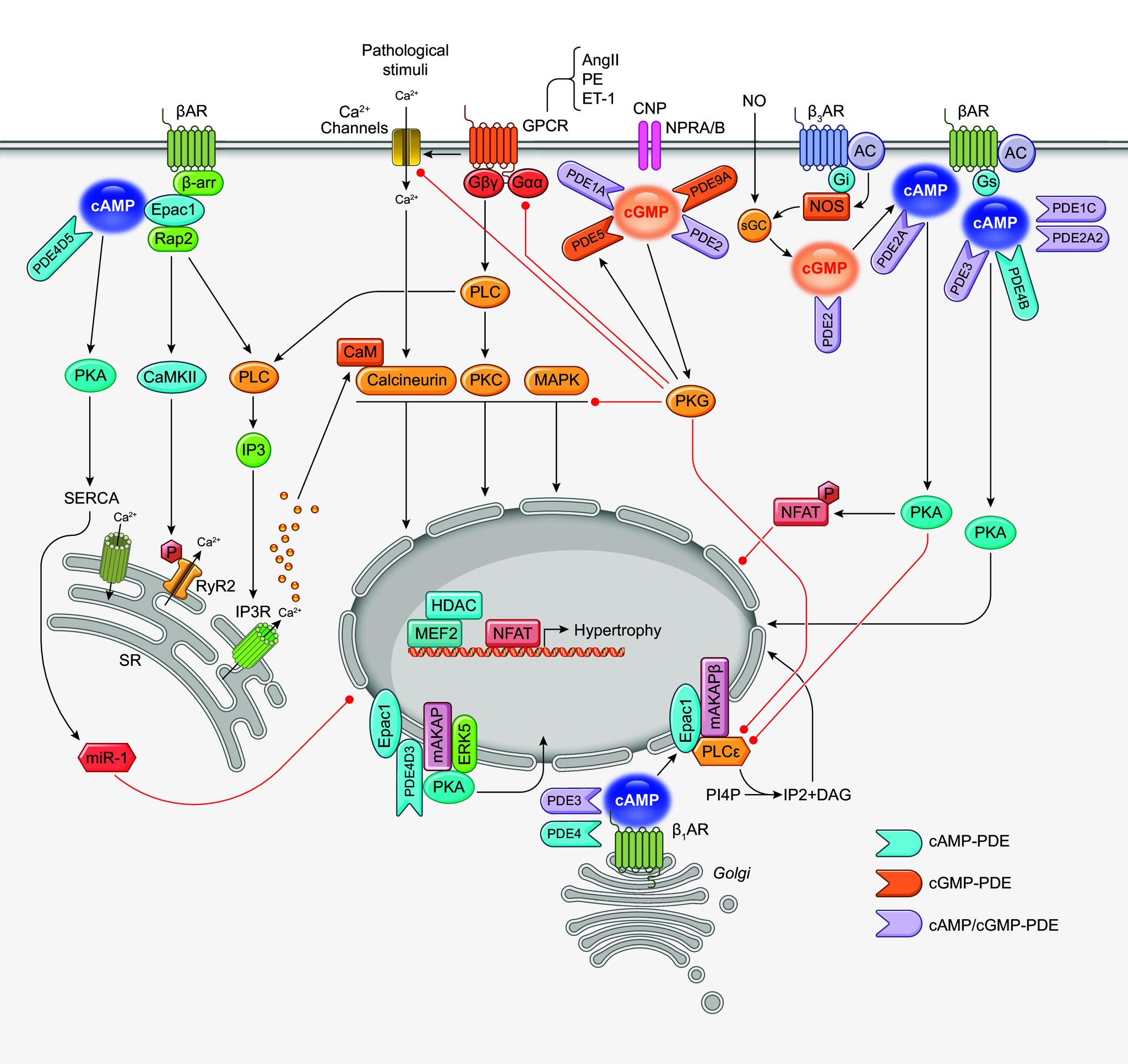 https://cdn.ncbi.nlm.nih.gov/pmc/blobs/29ed/11281825/50ca0e96e333/physrev.00015.2023_f007.jpg