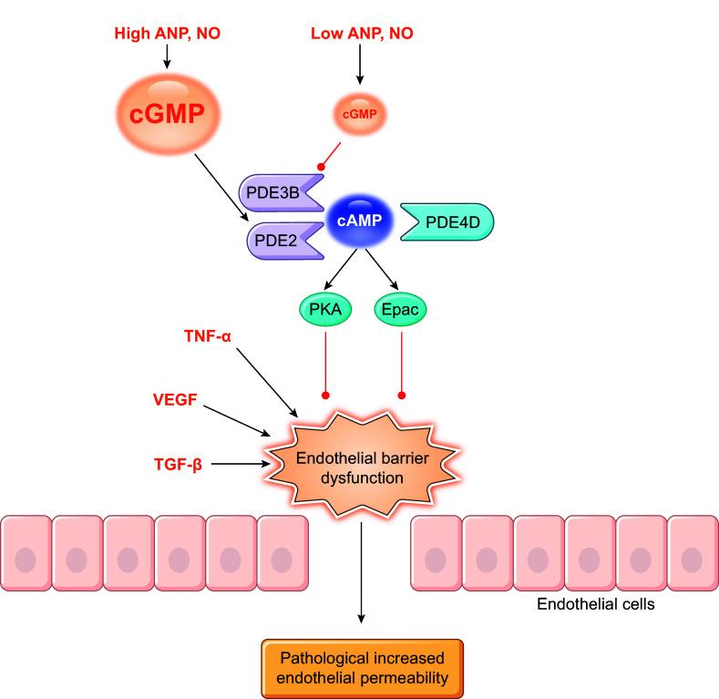 https://cdn.ncbi.nlm.nih.gov/pmc/blobs/29ed/11281825/fdcbadc8facc/physrev.00015.2023_f010.jpg