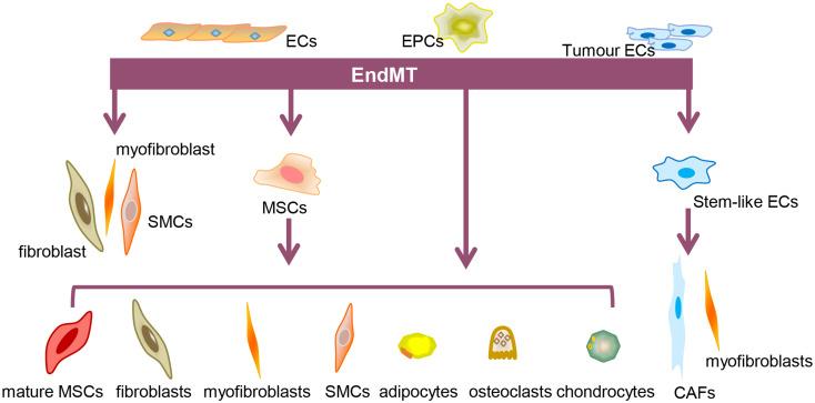 https://cdn.ncbi.nlm.nih.gov/pmc/blobs/29ef/12008988/a5f041aef231/13578_2025_1393_Fig1_HTML.jpg
