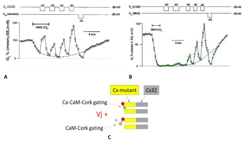 https://cdn.ncbi.nlm.nih.gov/pmc/blobs/29f4/10815820/21b8620e5213/ijms-25-00982-g008.jpg