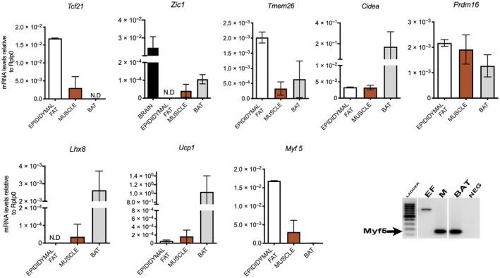 https://cdn.ncbi.nlm.nih.gov/pmc/blobs/29f6/11492321/c44479105f9a/FEB4-14-1503-g007.jpg