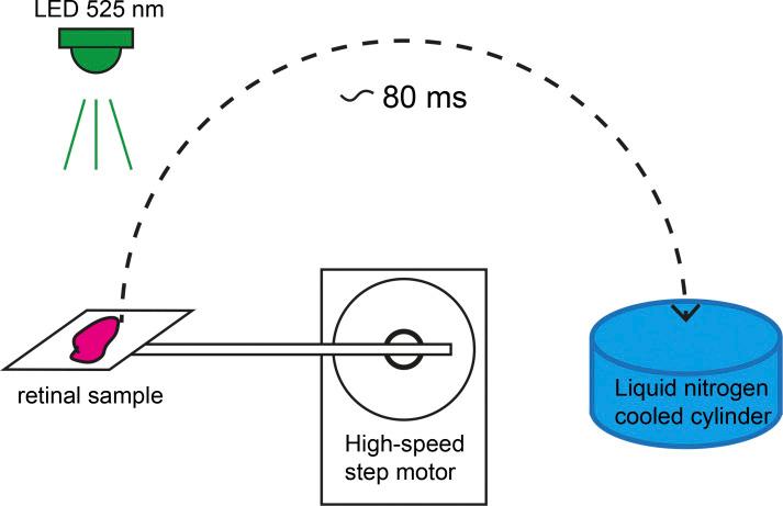 https://cdn.ncbi.nlm.nih.gov/pmc/blobs/29f8/11498274/bdff9831304e/JGP_202313530_Fig1.jpg