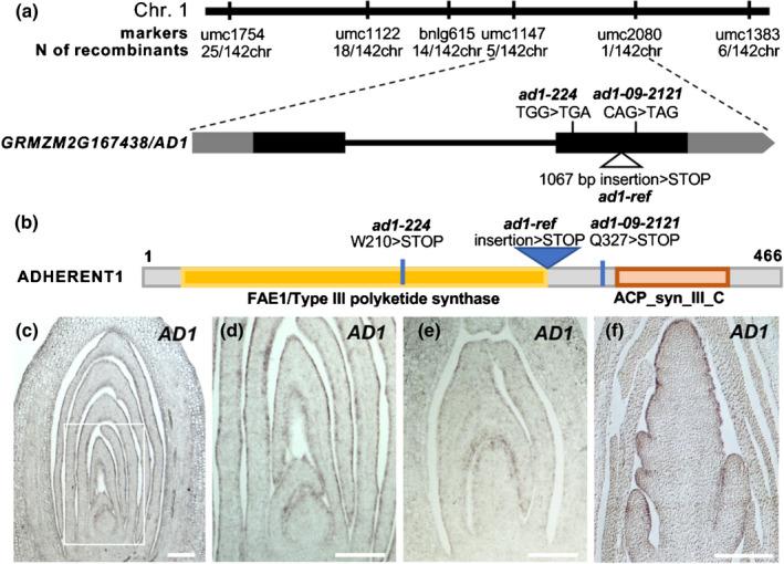 https://cdn.ncbi.nlm.nih.gov/pmc/blobs/29f8/7754373/ad8eab18c373/NPH-229-388-g002.jpg