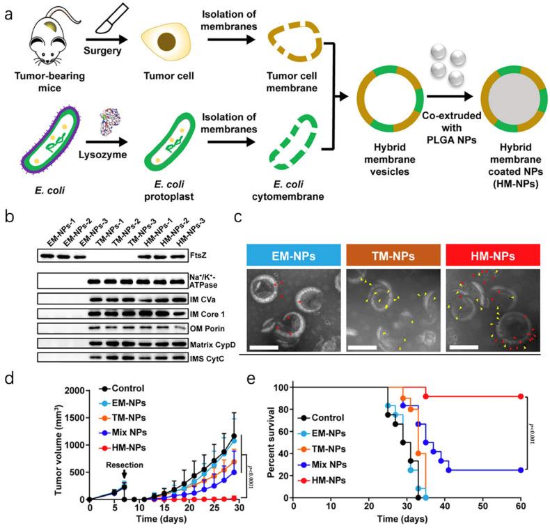 https://cdn.ncbi.nlm.nih.gov/pmc/blobs/29fd/10820497/0e165b1d064c/pharmaceutics-16-00022-g004.jpg