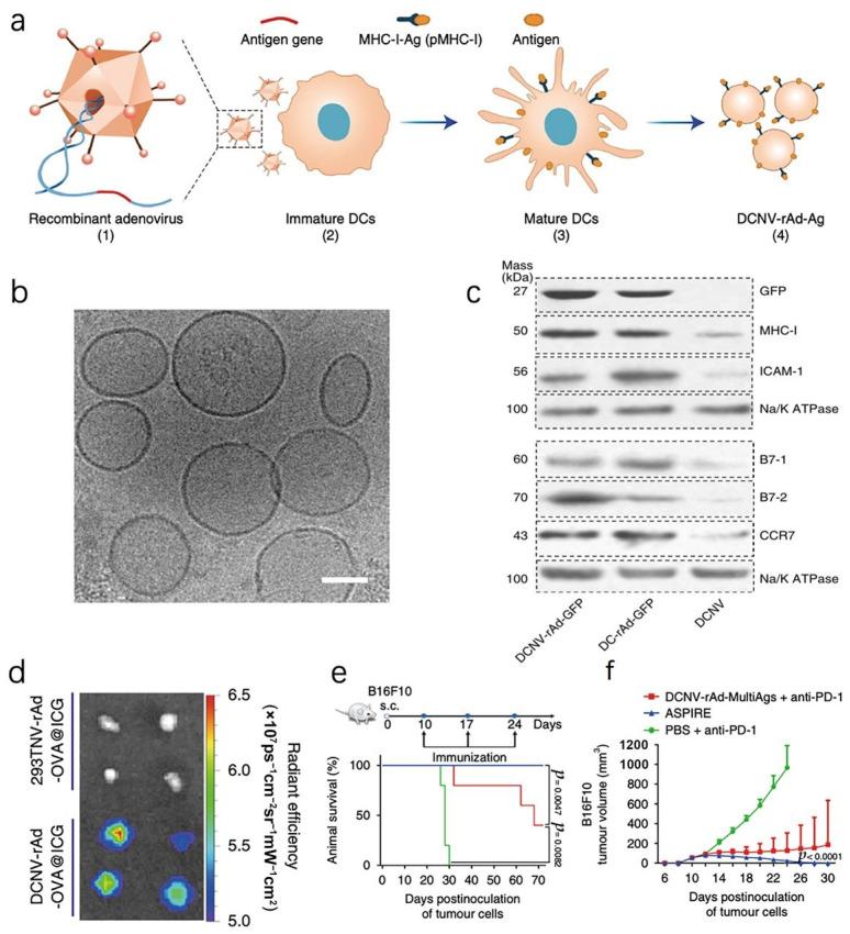 https://cdn.ncbi.nlm.nih.gov/pmc/blobs/29fd/10820497/c53d782ab845/pharmaceutics-16-00022-g002.jpg