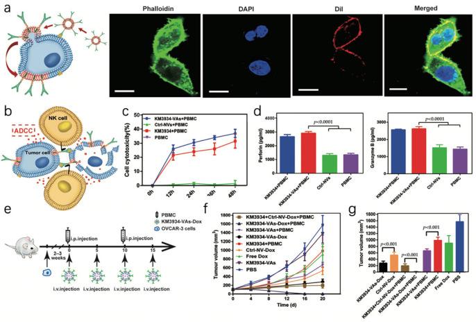 https://cdn.ncbi.nlm.nih.gov/pmc/blobs/29fd/10820497/cc9ed88add14/pharmaceutics-16-00022-g003.jpg