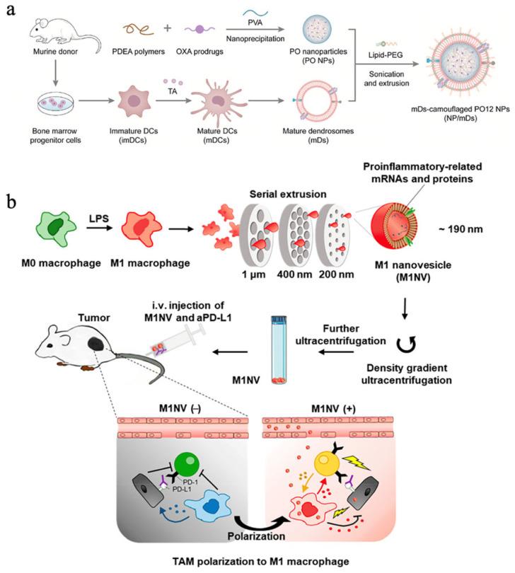 https://cdn.ncbi.nlm.nih.gov/pmc/blobs/29fd/10820497/f473b45ae7f0/pharmaceutics-16-00022-g005.jpg