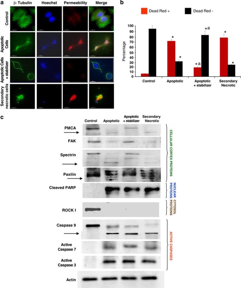 https://cdn.ncbi.nlm.nih.gov/pmc/blobs/29fd/4454307/d19f6b14706a/cddis2014332f3.jpg