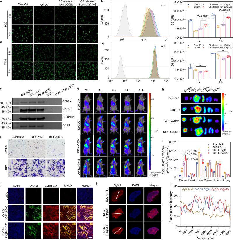 https://cdn.ncbi.nlm.nih.gov/pmc/blobs/29ff/11420241/21dbbc6618a7/41467_2024_52500_Fig4_HTML.jpg