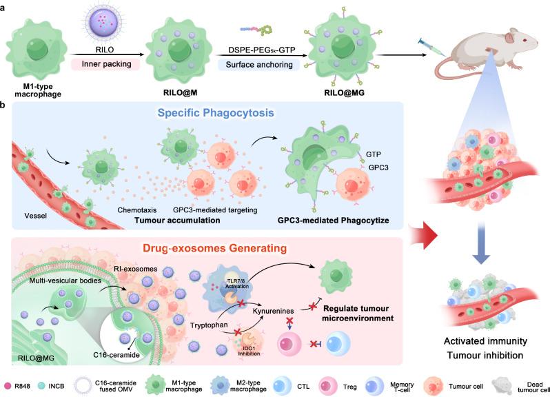https://cdn.ncbi.nlm.nih.gov/pmc/blobs/29ff/11420241/53bf6eba767e/41467_2024_52500_Fig1_HTML.jpg