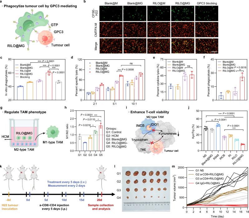 https://cdn.ncbi.nlm.nih.gov/pmc/blobs/29ff/11420241/c5a021df67d0/41467_2024_52500_Fig5_HTML.jpg