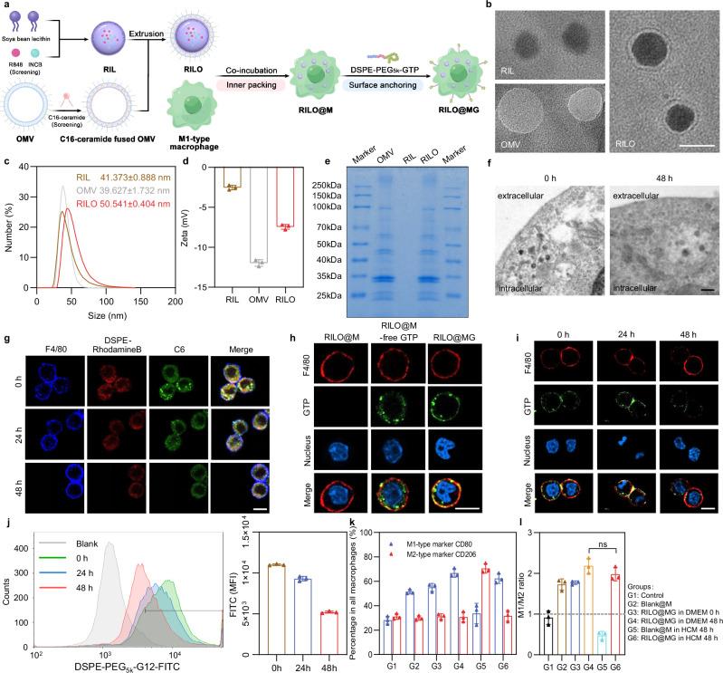 https://cdn.ncbi.nlm.nih.gov/pmc/blobs/29ff/11420241/e403f085ac0a/41467_2024_52500_Fig2_HTML.jpg
