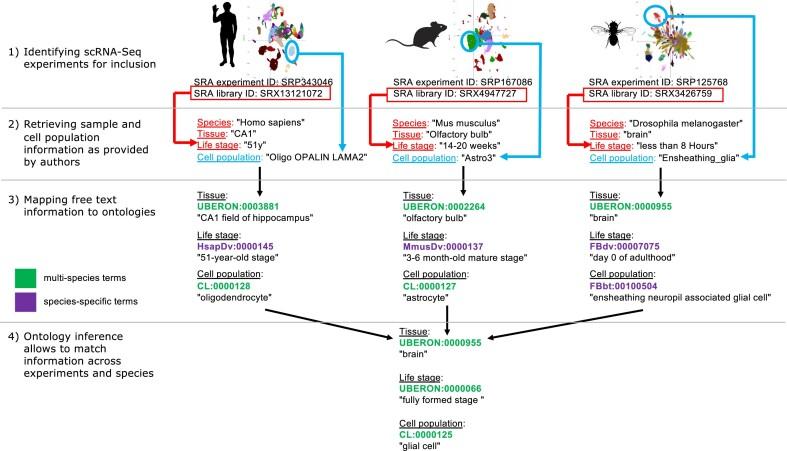 https://cdn.ncbi.nlm.nih.gov/pmc/blobs/2a00/11701651/6879672301a0/gkae1118fig1.jpg