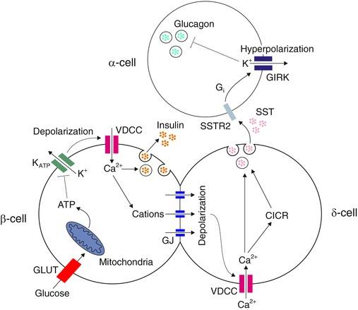 https://cdn.ncbi.nlm.nih.gov/pmc/blobs/2a0a/5767697/be1610837452/TJP-596-197-g009.jpg