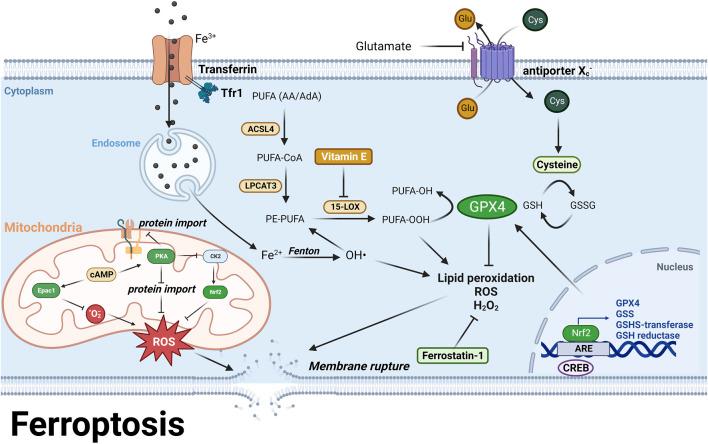 https://cdn.ncbi.nlm.nih.gov/pmc/blobs/2a0d/10315612/6b53d7115bc1/fphys-14-1207280-g007.jpg