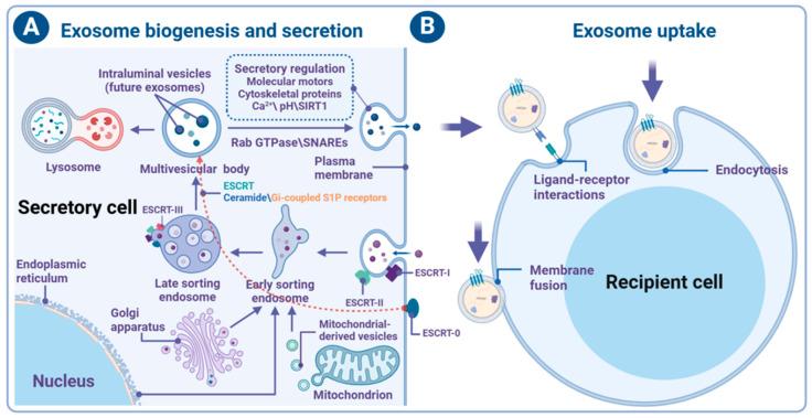 https://cdn.ncbi.nlm.nih.gov/pmc/blobs/2a0f/11591915/f7206607a534/brainsci-14-01049-g002.jpg