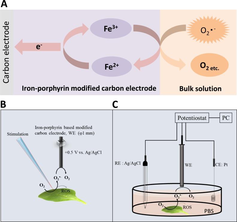 https://cdn.ncbi.nlm.nih.gov/pmc/blobs/2a12/5527980/e5194abf6374/peerj-05-3050-g001.jpg