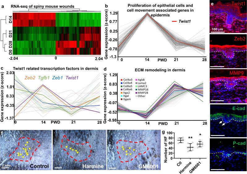 https://cdn.ncbi.nlm.nih.gov/pmc/blobs/2a13/8110808/de281685427a/41467_2021_22822_Fig4_HTML.jpg
