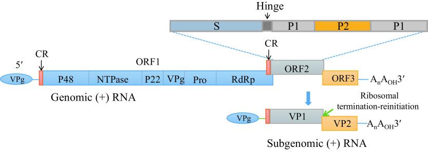 https://cdn.ncbi.nlm.nih.gov/pmc/blobs/2a18/8796726/65df9ba47d70/ccdcw-4-2-27-1.jpg