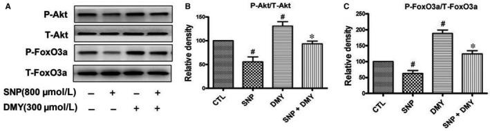 https://cdn.ncbi.nlm.nih.gov/pmc/blobs/2a19/6584490/96a9b69d8910/JCMM-23-4829-g006.jpg
