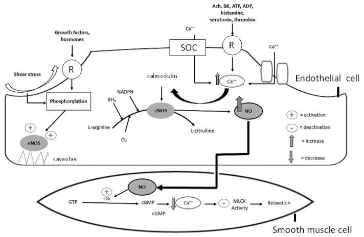 https://cdn.ncbi.nlm.nih.gov/pmc/blobs/2a19/7465707/ae136bd61ab8/jcm-09-02359-g001.jpg