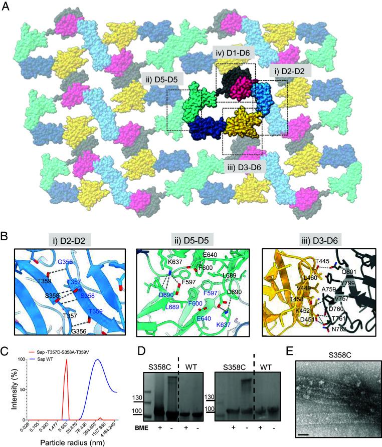 https://cdn.ncbi.nlm.nih.gov/pmc/blobs/2a1c/11665858/5a4982f90571/pnas.2415351121fig04.jpg