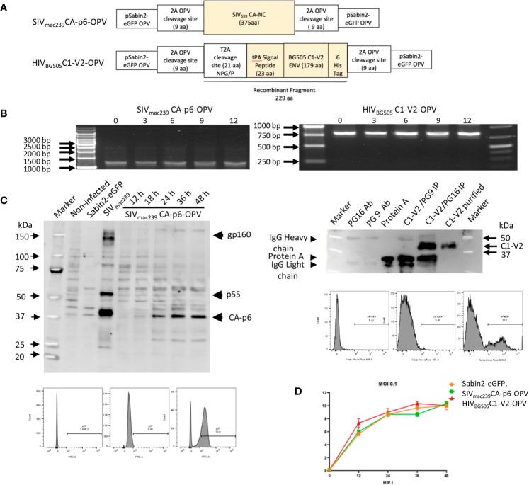 https://cdn.ncbi.nlm.nih.gov/pmc/blobs/2a1e/8256843/9b6e43384828/fimmu-12-702705-g001.jpg