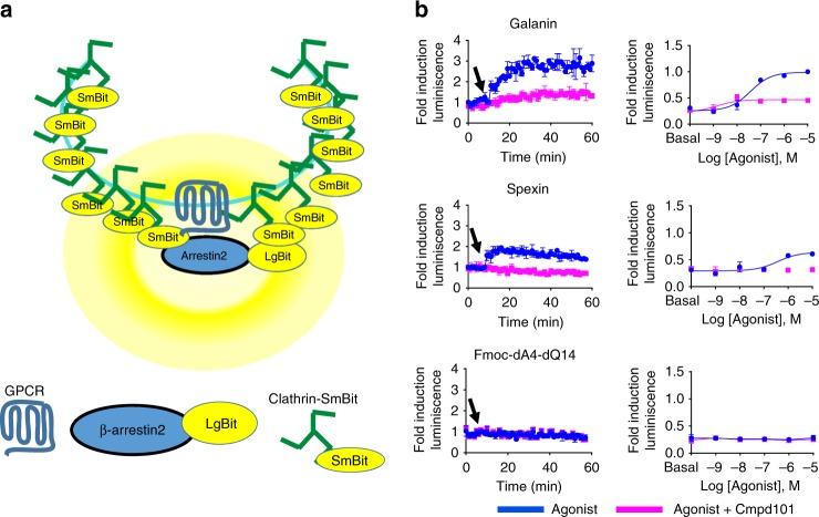 https://cdn.ncbi.nlm.nih.gov/pmc/blobs/2a24/6123711/34da648a163e/42003_2018_134_Fig3_HTML.jpg