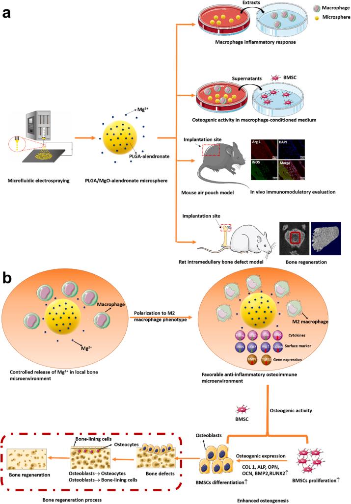 https://cdn.ncbi.nlm.nih.gov/pmc/blobs/2a26/7840811/b60377f5a124/sc1.jpg