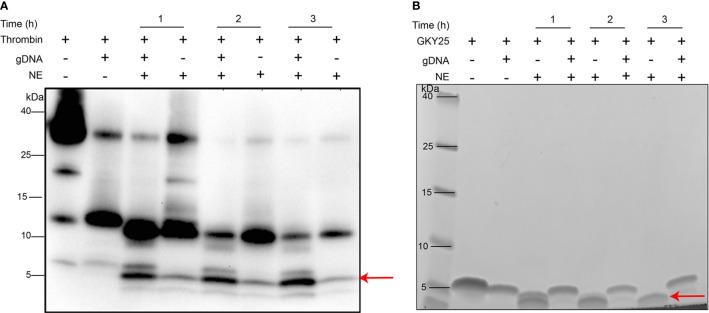https://cdn.ncbi.nlm.nih.gov/pmc/blobs/2a26/7943729/680e9331429d/fimmu-12-593020-g004.jpg