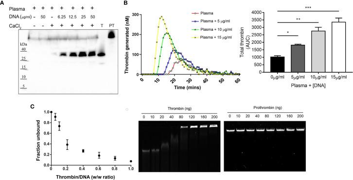 https://cdn.ncbi.nlm.nih.gov/pmc/blobs/2a26/7943729/be82a77e0d8d/fimmu-12-593020-g001.jpg