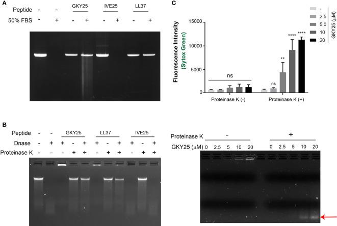 https://cdn.ncbi.nlm.nih.gov/pmc/blobs/2a26/7943729/befbde7d9dfa/fimmu-12-593020-g005.jpg