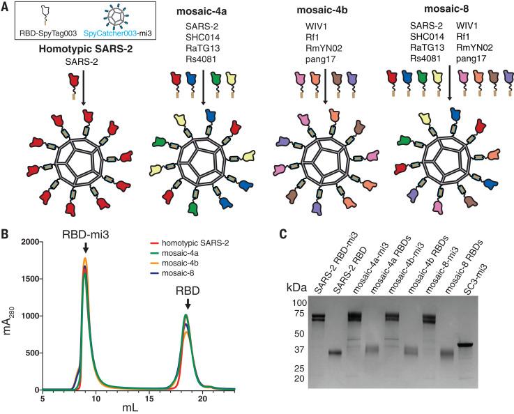 https://cdn.ncbi.nlm.nih.gov/pmc/blobs/2a27/7928838/e77367f1f6ee/371_735_F2.jpg