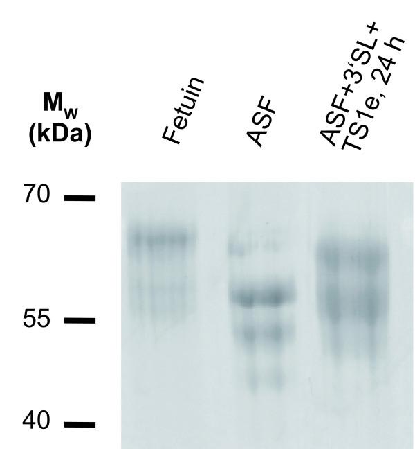 https://cdn.ncbi.nlm.nih.gov/pmc/blobs/2a2b/3173295/f7e1128d88f0/1471-2091-12-39-10.jpg