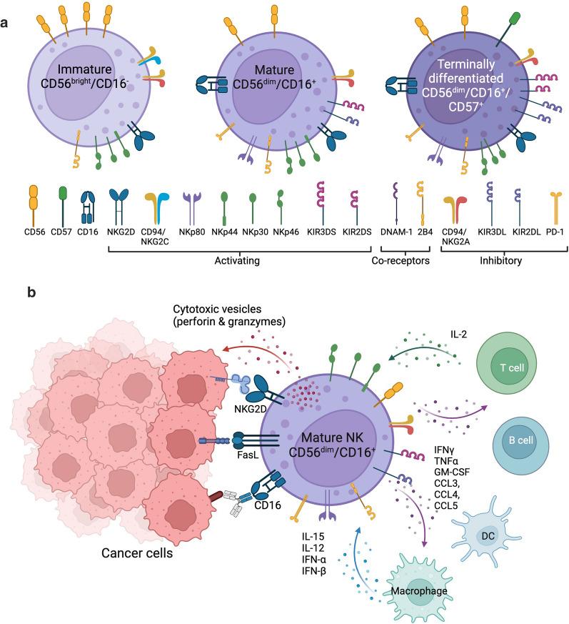 https://cdn.ncbi.nlm.nih.gov/pmc/blobs/2a2e/11384716/0542964e084e/12951_2024_2746_Fig3_HTML.jpg