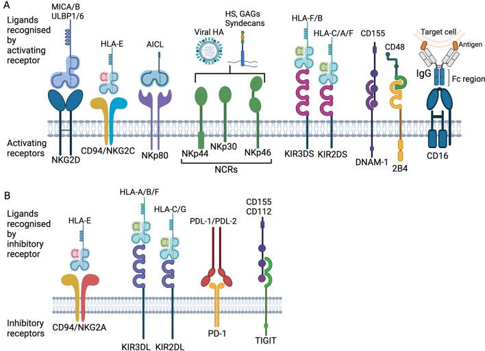 https://cdn.ncbi.nlm.nih.gov/pmc/blobs/2a2e/11384716/0ae48337146b/12951_2024_2746_Fig2_HTML.jpg