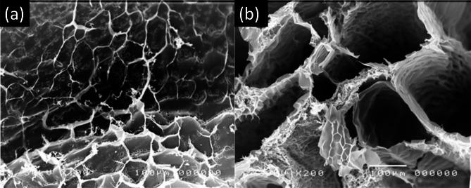 https://cdn.ncbi.nlm.nih.gov/pmc/blobs/2a30/11557843/232bdc16cfe5/41598_2024_76255_Fig5_HTML.jpg