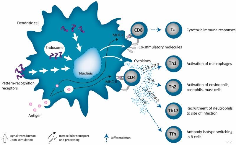 https://cdn.ncbi.nlm.nih.gov/pmc/blobs/2a36/4810083/7de2142547bd/pharmaceutics-08-00007-g002.jpg